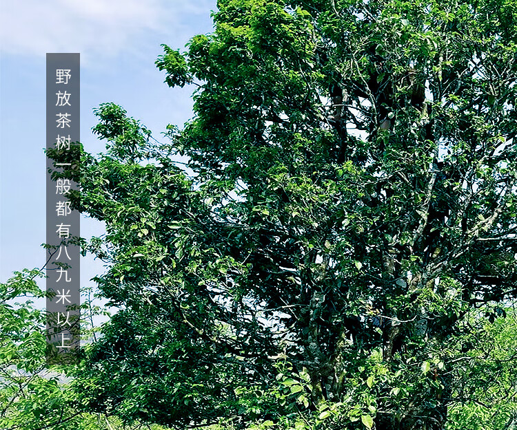 5折野生红茶云南野生古树红茶非特级浓香型蜜香红茶云南滇红茶茶叶250