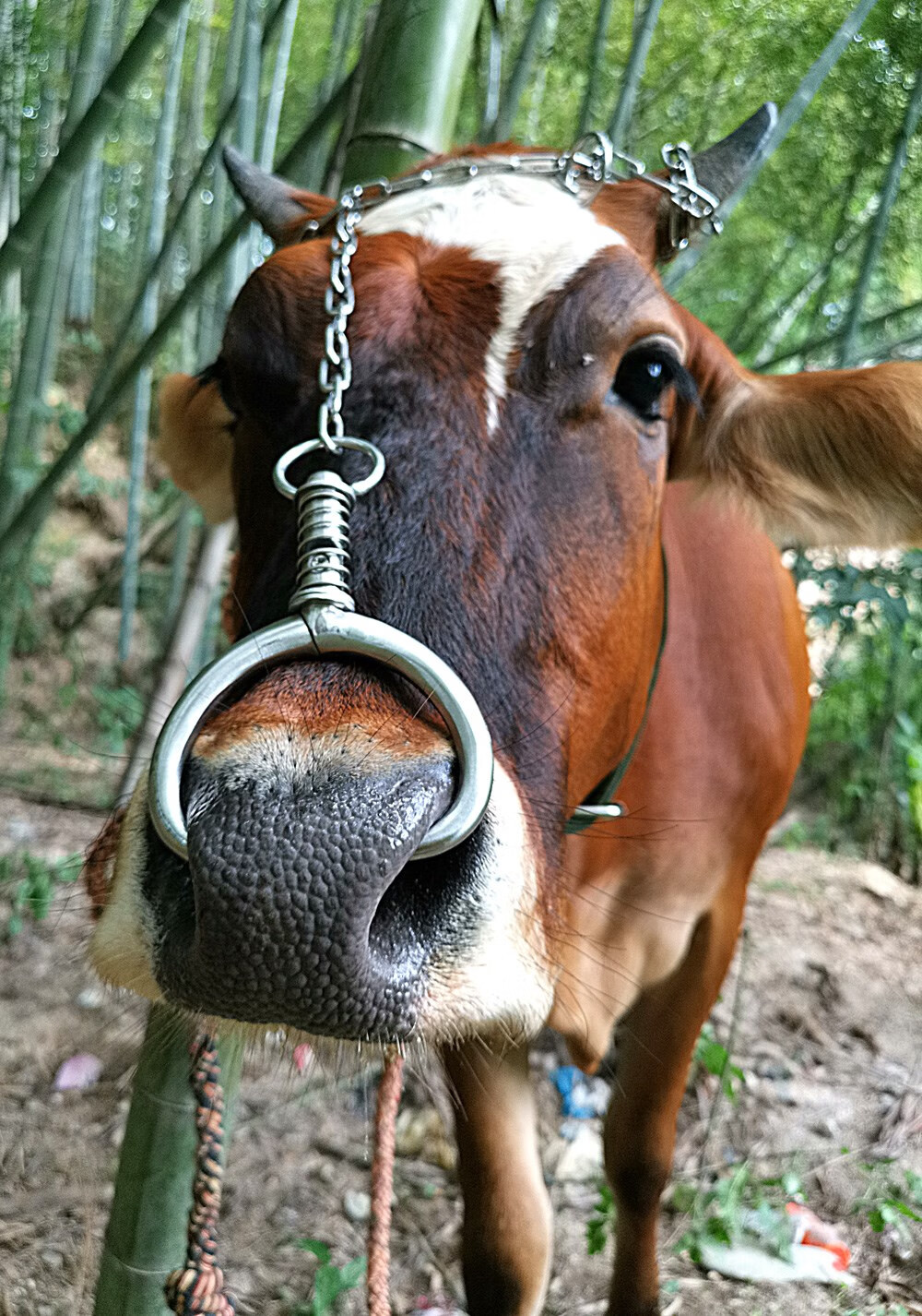牛鼻圈牛鼻环不锈钢金属养牛设备器械大号牛鼻子钳子免