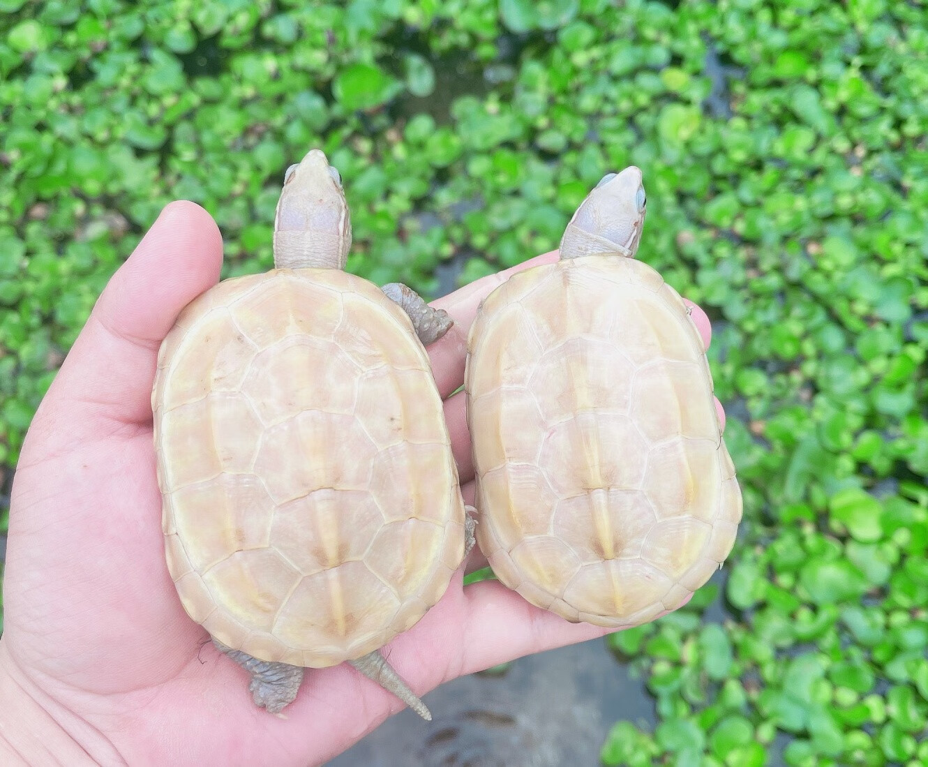 【萌龟饲家】中华白玉草龟纯种情侣白化草龟活财观赏宠物龟金线草龟