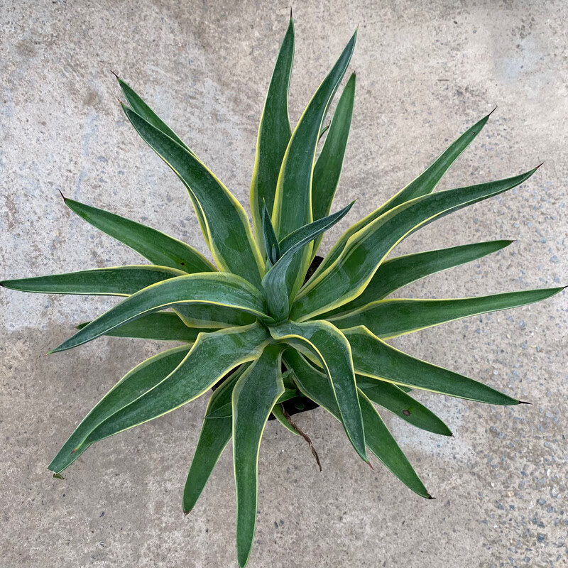 金边龙舌兰盆栽多肉植物虎皮兰四季常青绿植花卉室内观叶花卉盆景