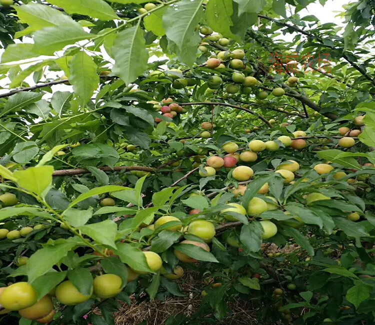 早熟三月李子树苗晚熟早熟脆红李嫁接李子苗蜂糖李南北方当年结果 12