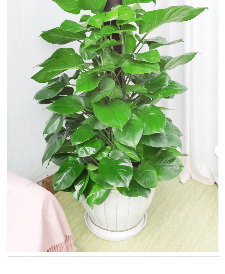 8米大叶绿萝柱盆栽室内客厅绿箩吸甲醛净化空气办公室 大型绿植 大号