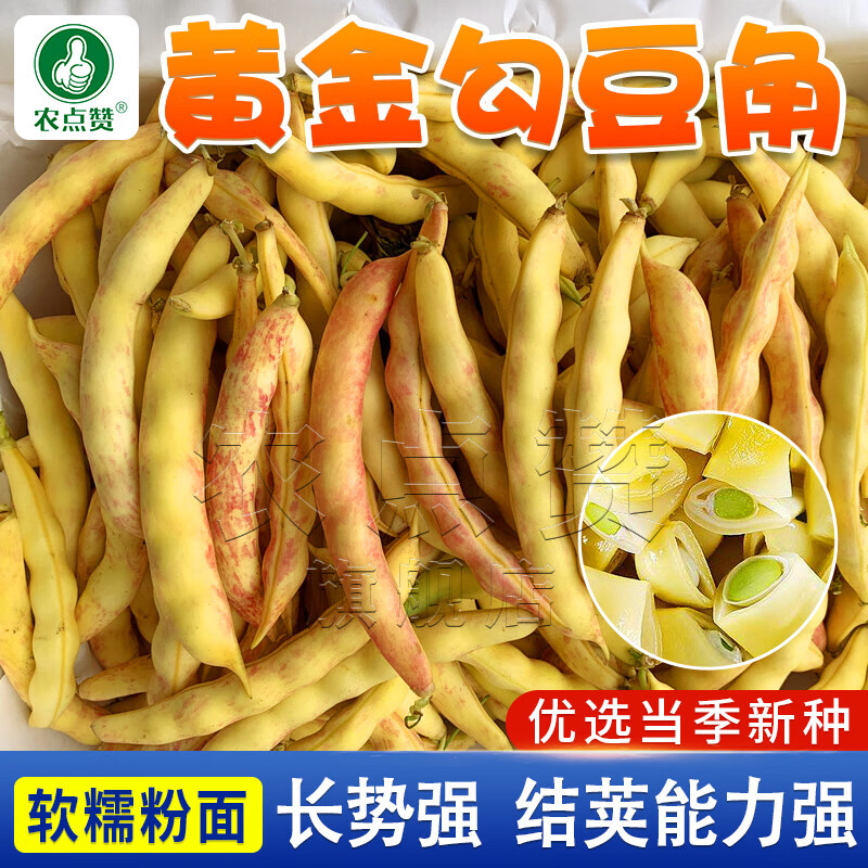 农点赞 东北油豆种子黄金勾豆角种籽红金钩豆角种子大全高产四季豆