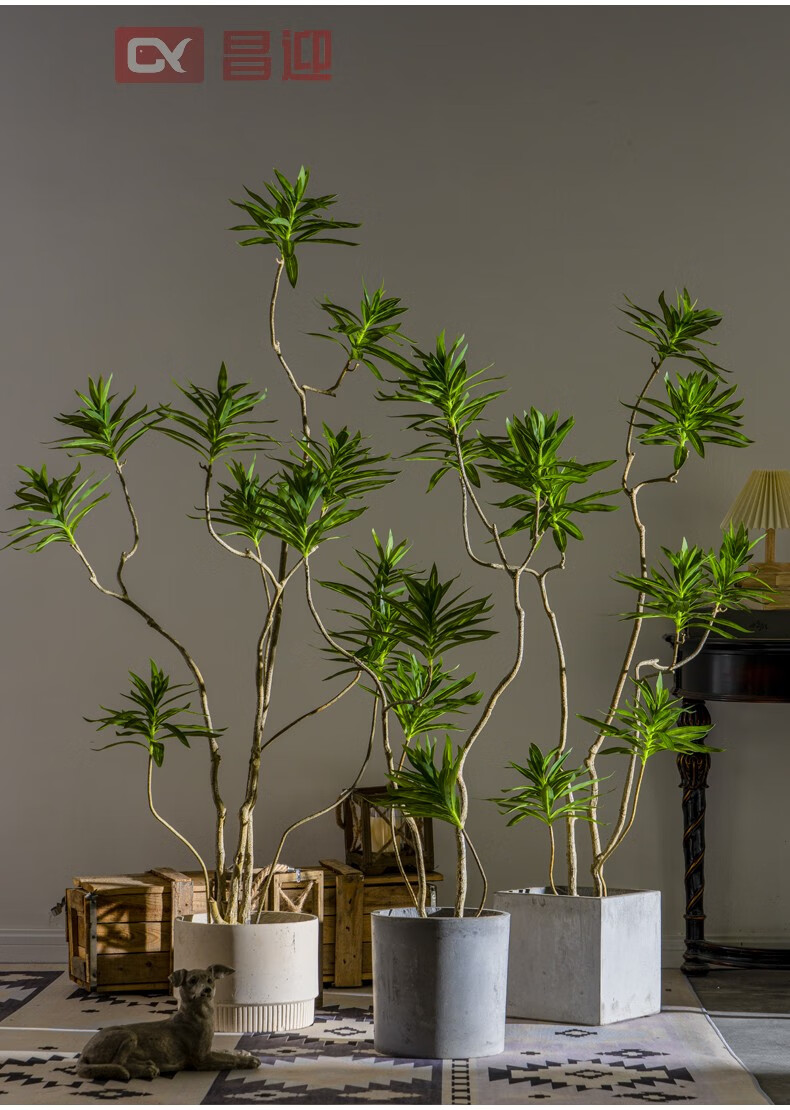 8米百合竹  "在树下"吊牌【图片 价格 品牌 报价】-京