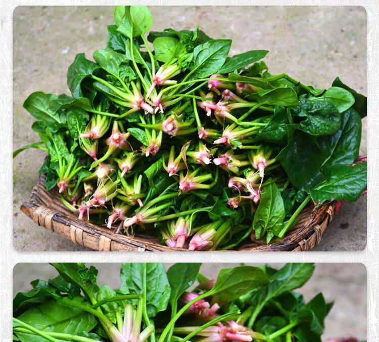 菠菜河南新鲜现挖矮杆菠菜红根大叶新鲜时令蔬菜霜冻青菠菜火锅菜精选
