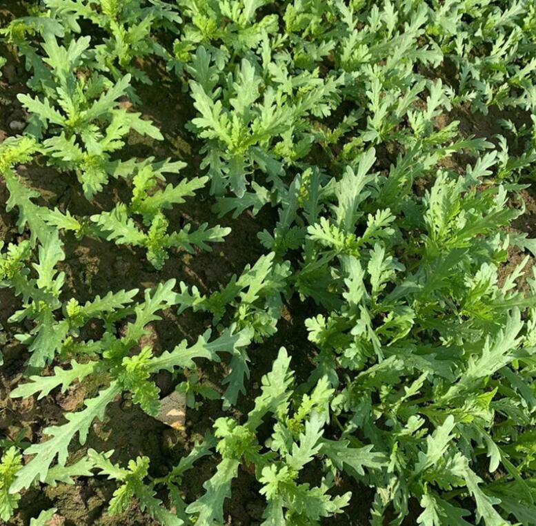 【现货】农家茼蒿菜 新鲜绿叶蔬菜 蓬篙 时令蔬菜 3