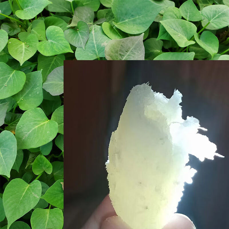 红薯蜜薯烟薯25号种子西瓜红六鳌蜜薯板栗薯紫薯脱毒地瓜番薯秧种子