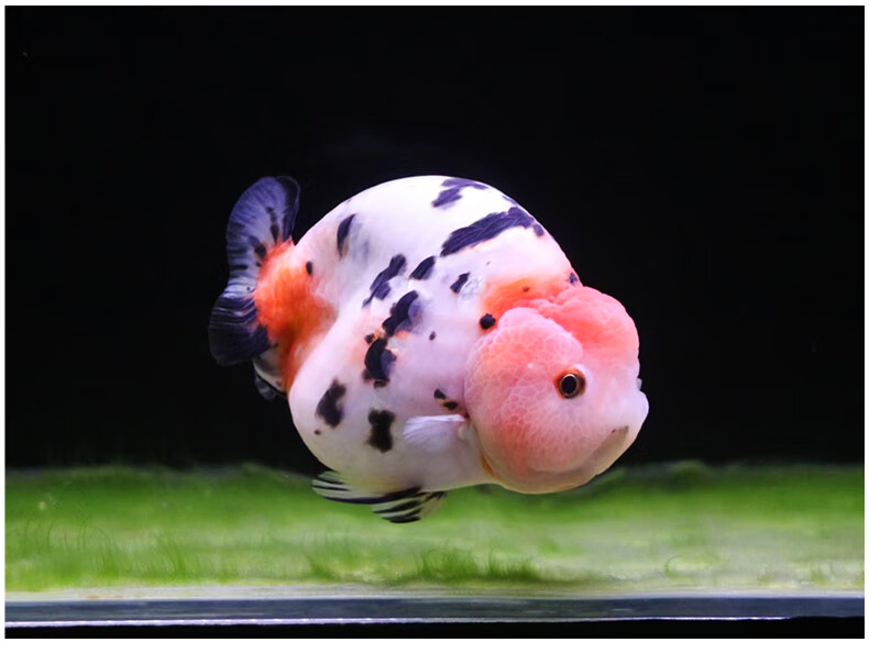 【优选好物】潘式小尾兰寿金鱼活体精品奶牛活鱼观赏鱼冷水小中型鱼苗