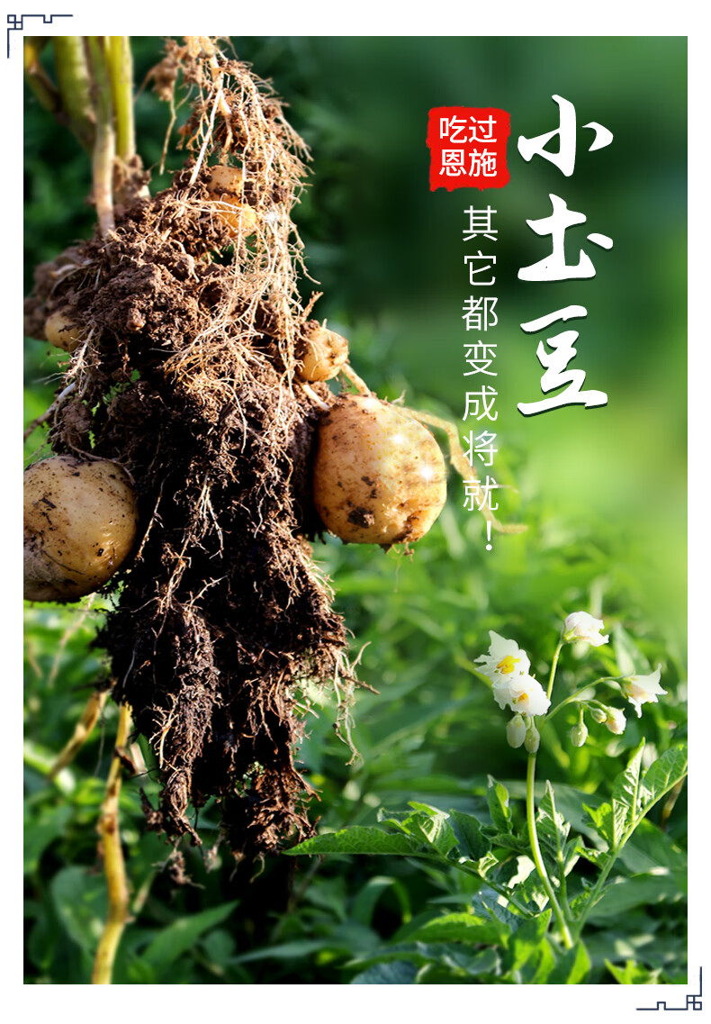 益君健湖北恩施小土豆 富硒小土豆 湖北黄心小土豆高山小土豆 生鲜老