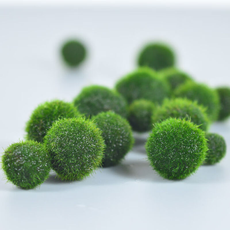 幸福海藻球marimo生态瓶盆栽创意桌面水培植物微景观缸藻球马里莫 半