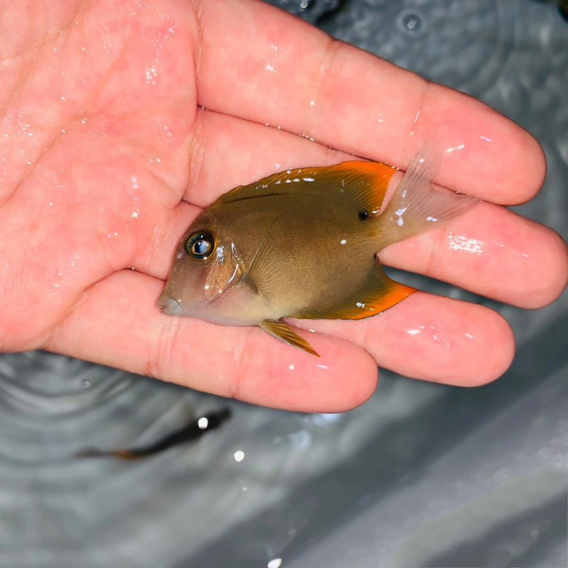 海水鱼活体活物纹吊红海骑士粉蓝吊火箭吊鸡心吊柠檬吊食藻倒吊海水