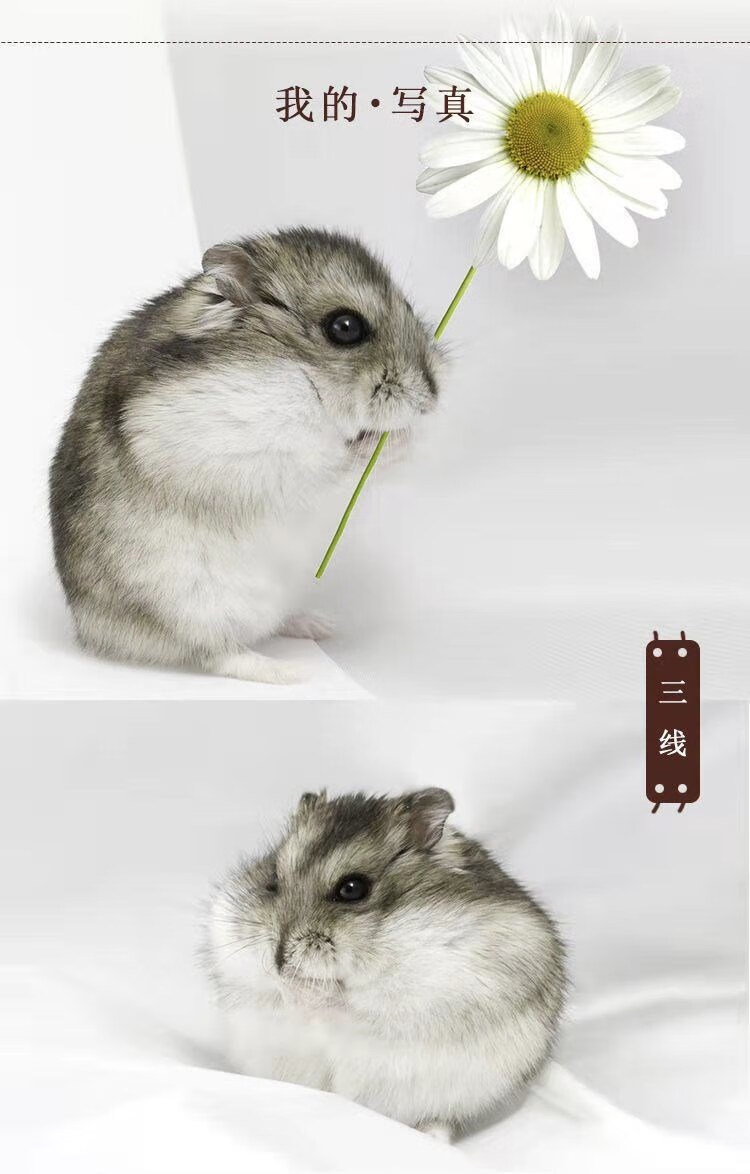 家养小仓鼠活体 宠物仓鼠活物公仔紫仓已打疫苗分区 银狐鼠母( 饲.
