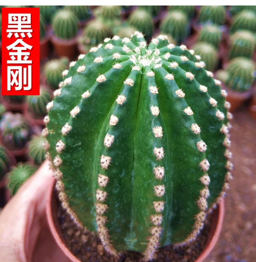 会开花的仙人球 黑金刚仙人球会开花的仙人掌类植物开大花群花的仙人