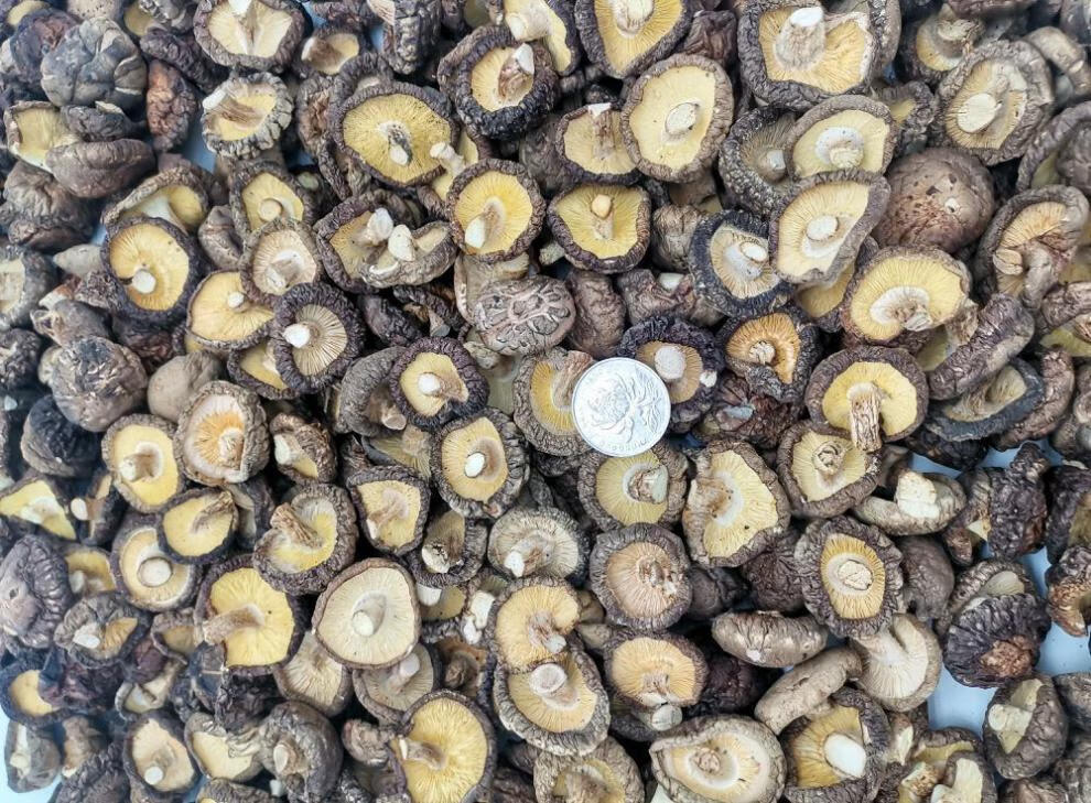 小香菇特小干货批发袖珍迷你小香菇仔肉厚野生新货袖珍金钱香菇仔批发