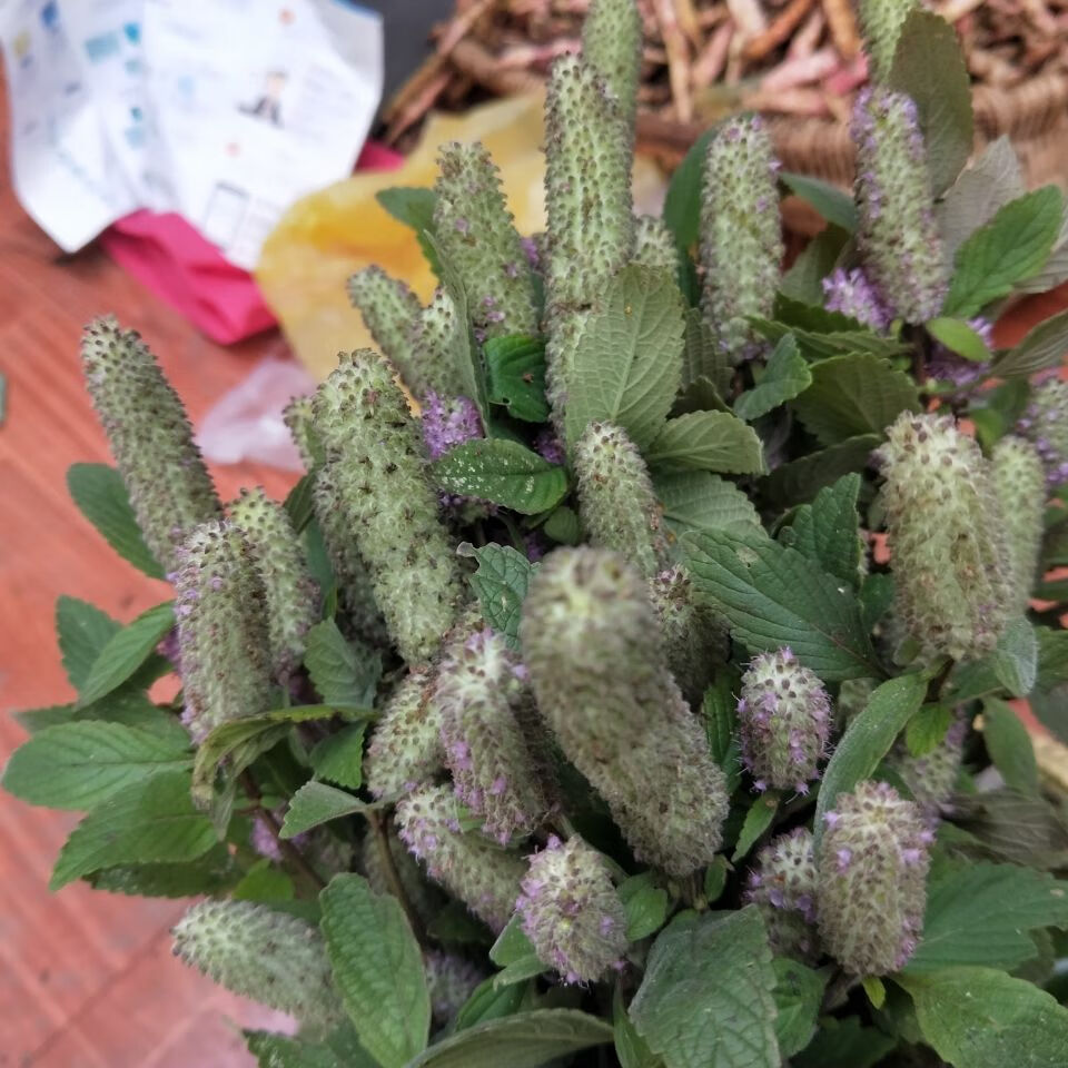 伟博新货贵州毕节木姜花20朵酸汤饭豆花连渣闹蘸水香料木江华木浆花1