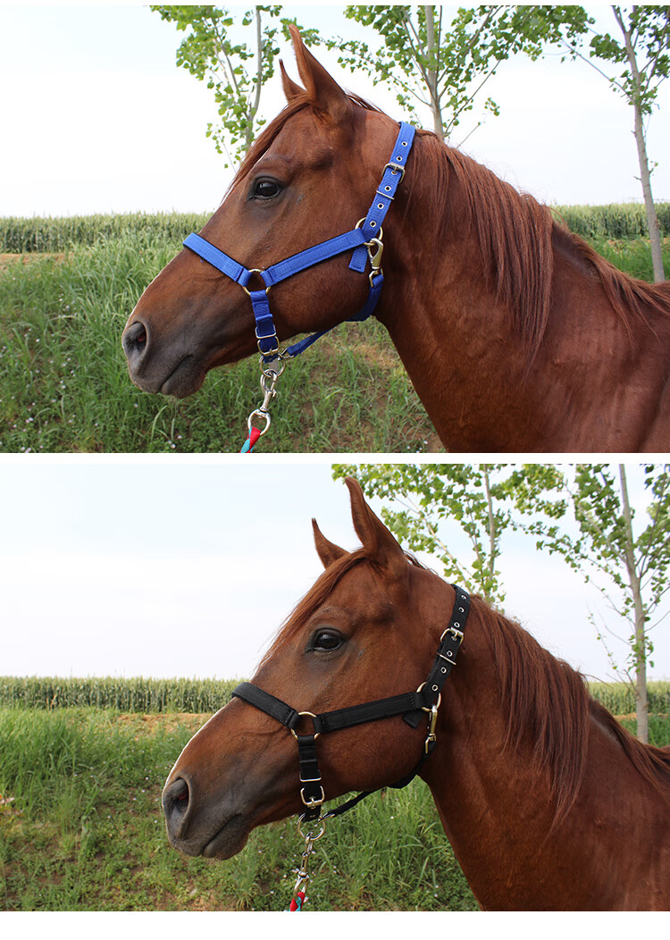 执柯马笼头绳子马术用品马笼套大小矮马龙头马具型头套配件全套全线板