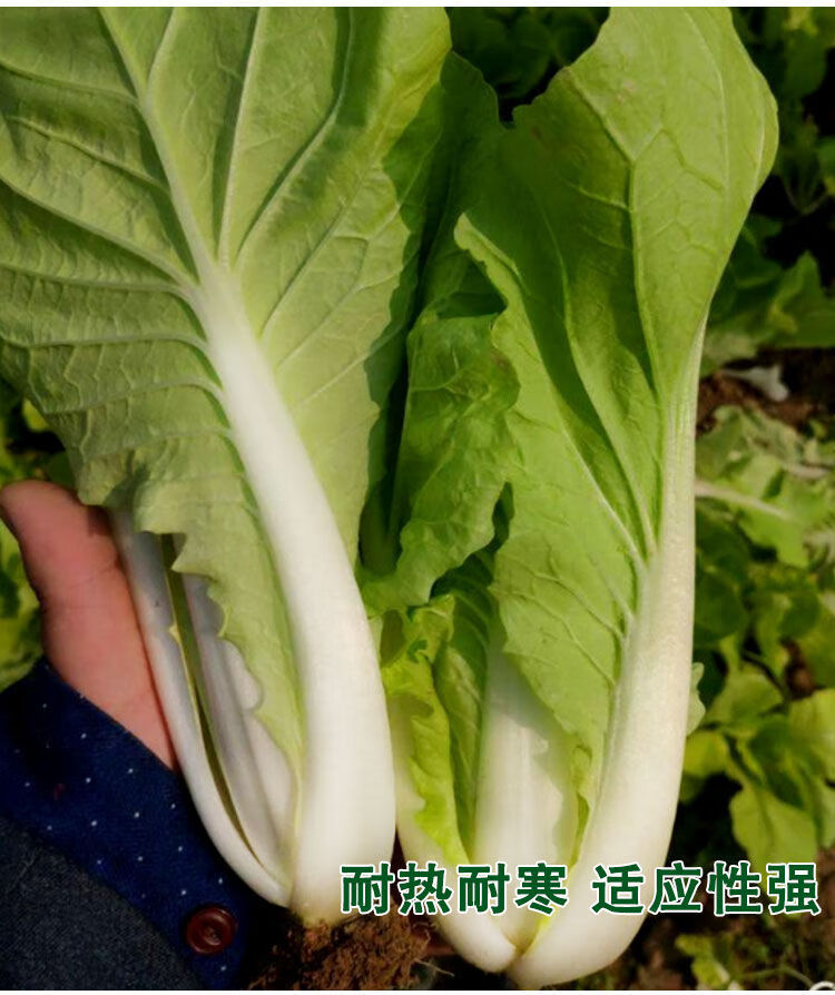 无筋火锅菜小白菜种子四季抗热白菜青菜种籽阳台盆栽大田蔬菜种子无筋