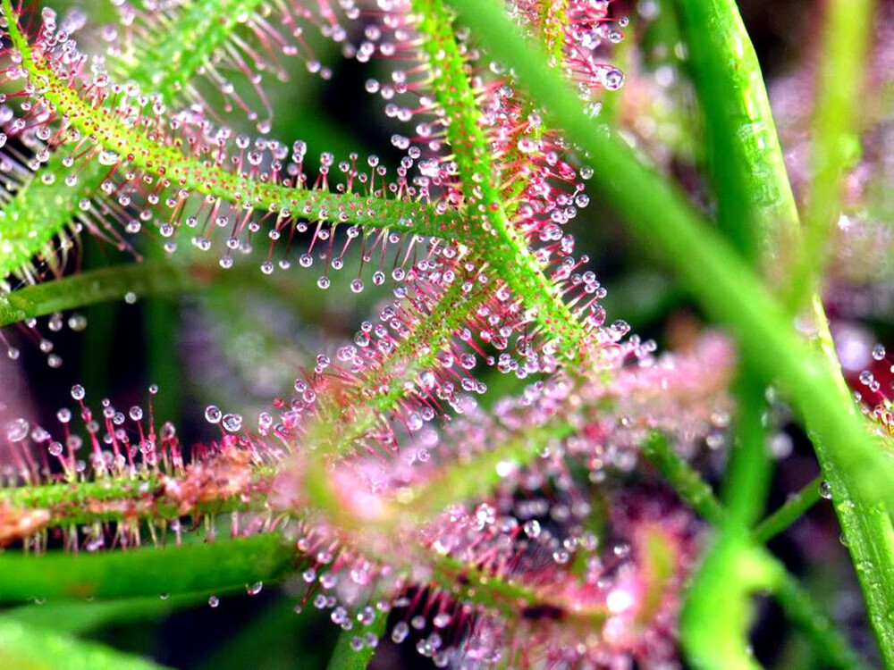 食虫植物叉叶茅膏菜大型巨型叶长可达50厘米新手冷热不怕好养t6 一团3