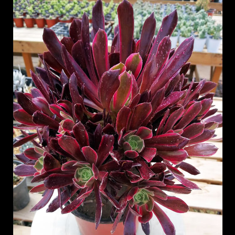 黑铜壶法师室内老桩大棚批发直发多头清仓组合欧紫万圣节紫羊绒 活动