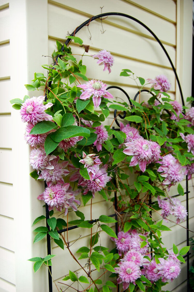 铁线莲花苗爬藤好养植物四季开花重瓣花室内阳台绿植花卉 仙女座 不含