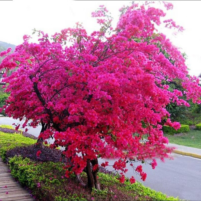 巴西三角梅盆栽爬藤老桩大苗重瓣安格斯室内庭院花卉植物耐寒四季9