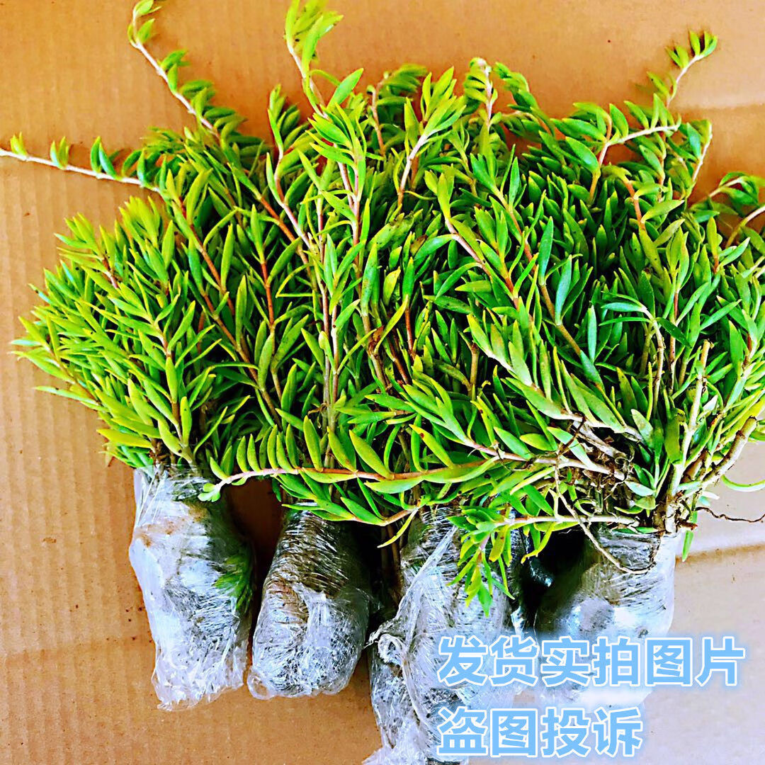 中药垂盆草可种植垂藤植物 第二盆优惠(发两盆) 根部带原土发货【图片