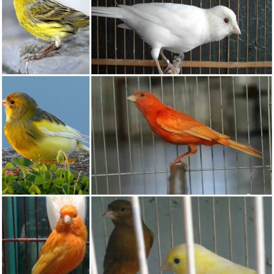 zxc活体玉鸟红桂皮芙蓉山东黄玉鸟白玉鸣唱鸟白燕辣椒红玉鸟 黄红眼公