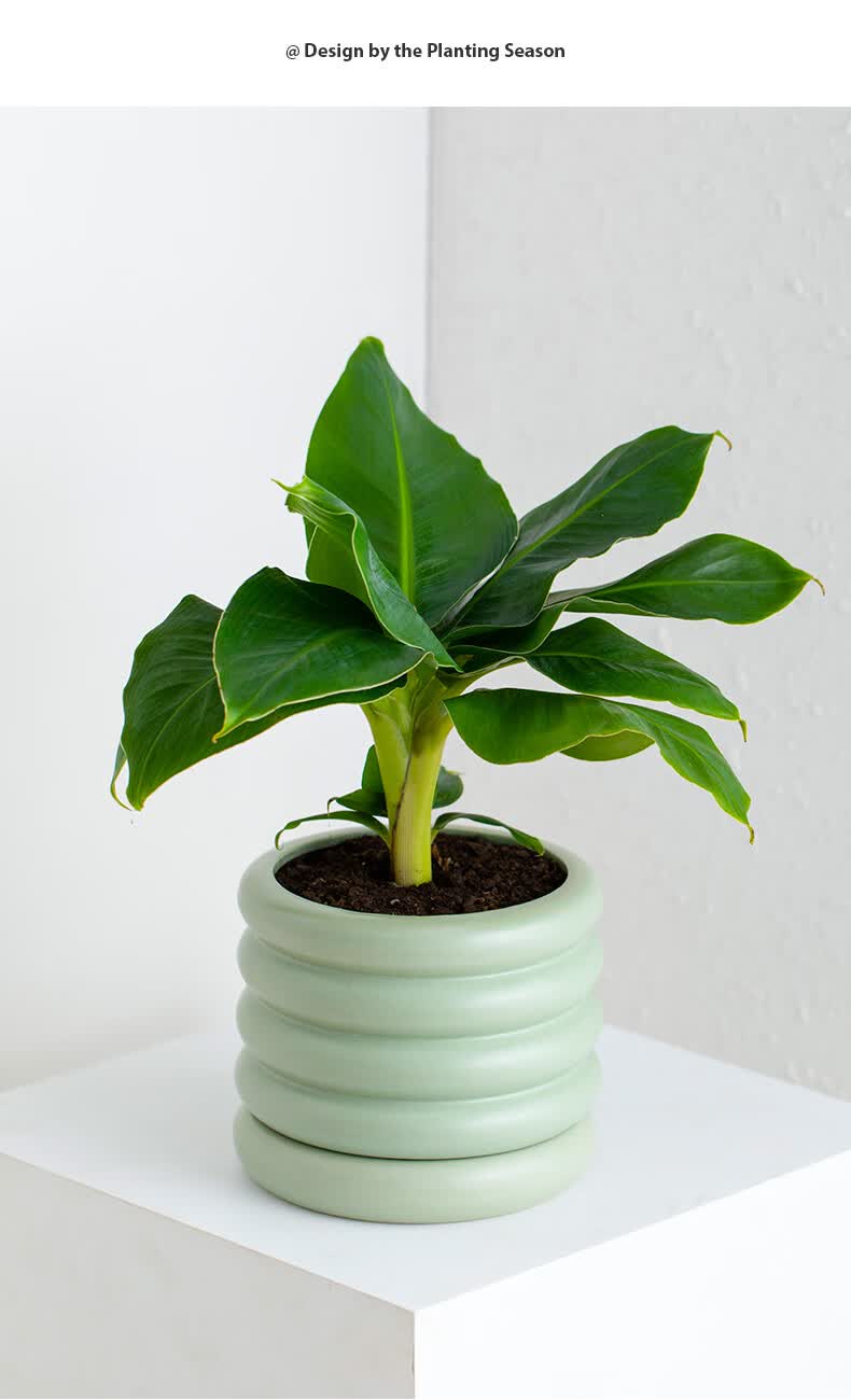 蕉绿绿植芭蕉树室内好养植物 浅绿莫兰迪分体盆[140#香蕉树](大号) 含