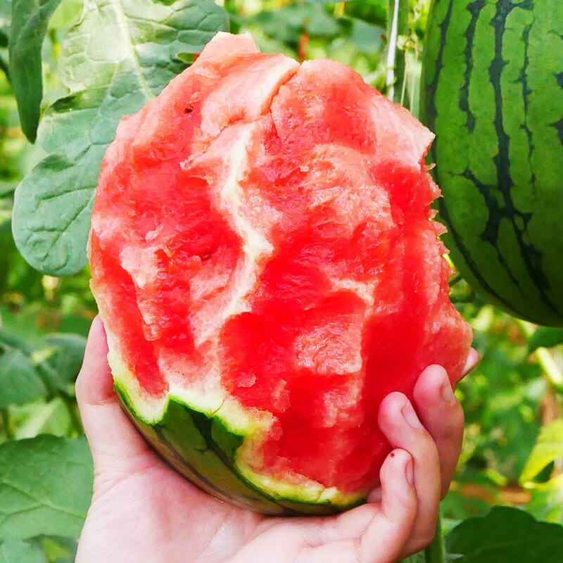 寿禾懒汉西瓜种子南方特甜瓜果早熟西农八号西瓜种子30粒袋中熟大果