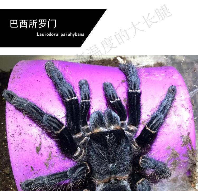 宠物活物蜘蛛 巴西所罗门幼体1-20cm宠物狼蛛入门新手温顺大型巨型