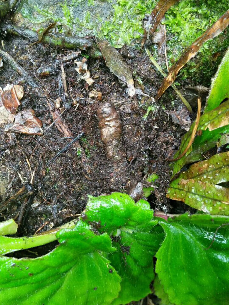 伊梵麦 红蚂蝗七 石螃蟹石蜈蚣石棉岩白菜水莴苣 100g【图片 价格