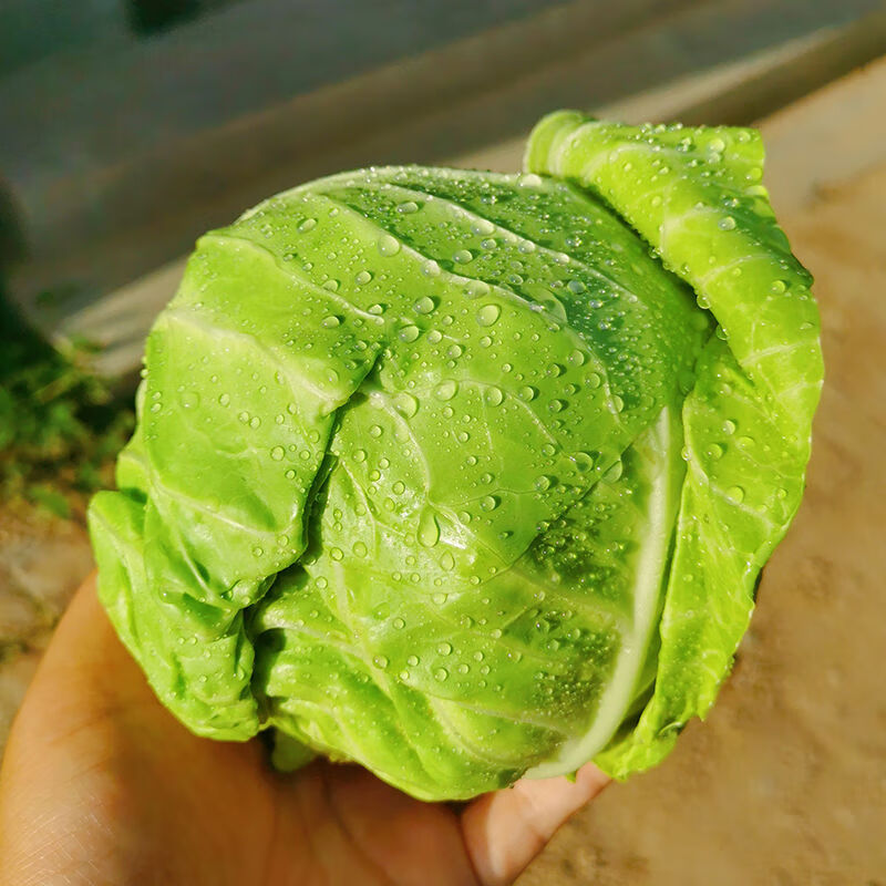 现摘包菜绿甘蓝新鲜蔬菜沙拉菜圆白菜包心菜现摘绿色卷心菜有机 2斤