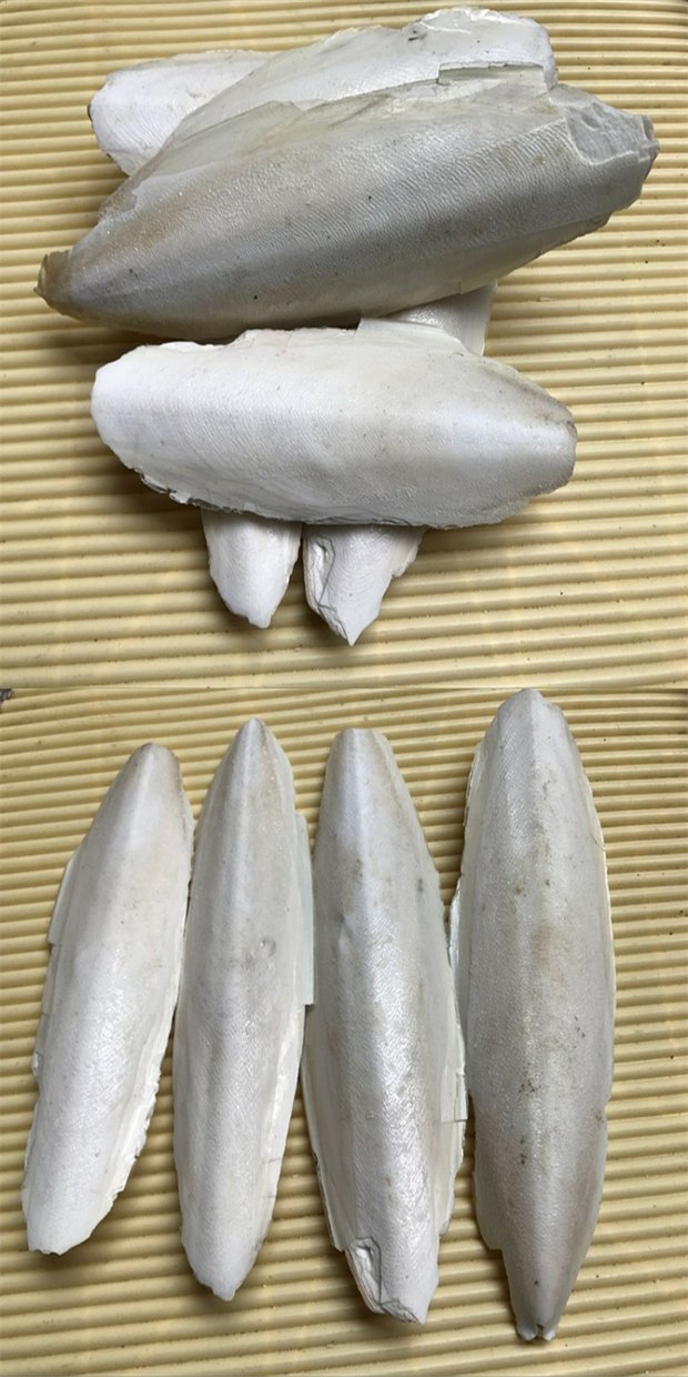 海螵蛸 中药材 乌贼骨 墨鱼骨 精选大片海螵蛸500克可磨粉【图片 价格