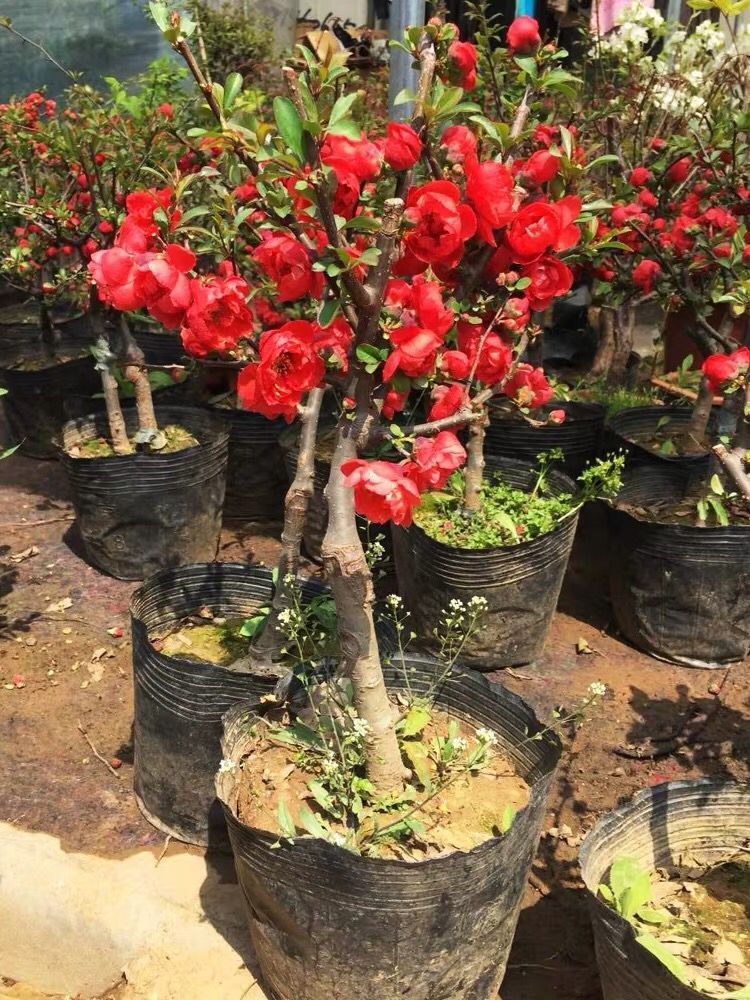 海棠花盆栽老樁室內外種植好養盆景樹樁植物四季開花重瓣花卉綠植