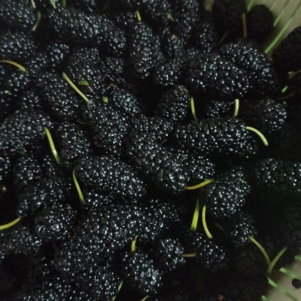 新鲜桑葚果孕妇水果特级泡酒酵素生吃鲜桑椹酒黑桑葚果子生鲜整箱装4