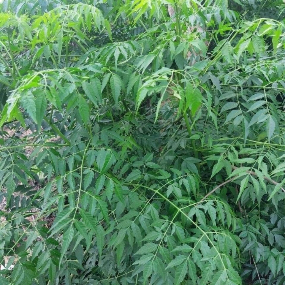 有仁堂中草药苦楝树根苦练树根现采现发500g 500g【图片 价格 品牌