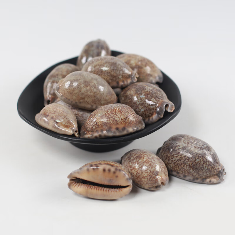 北京同仁堂紫贝齿紫贝中药材店铺500g药用散装文贝紫贝子南蛇牙齿砑螺