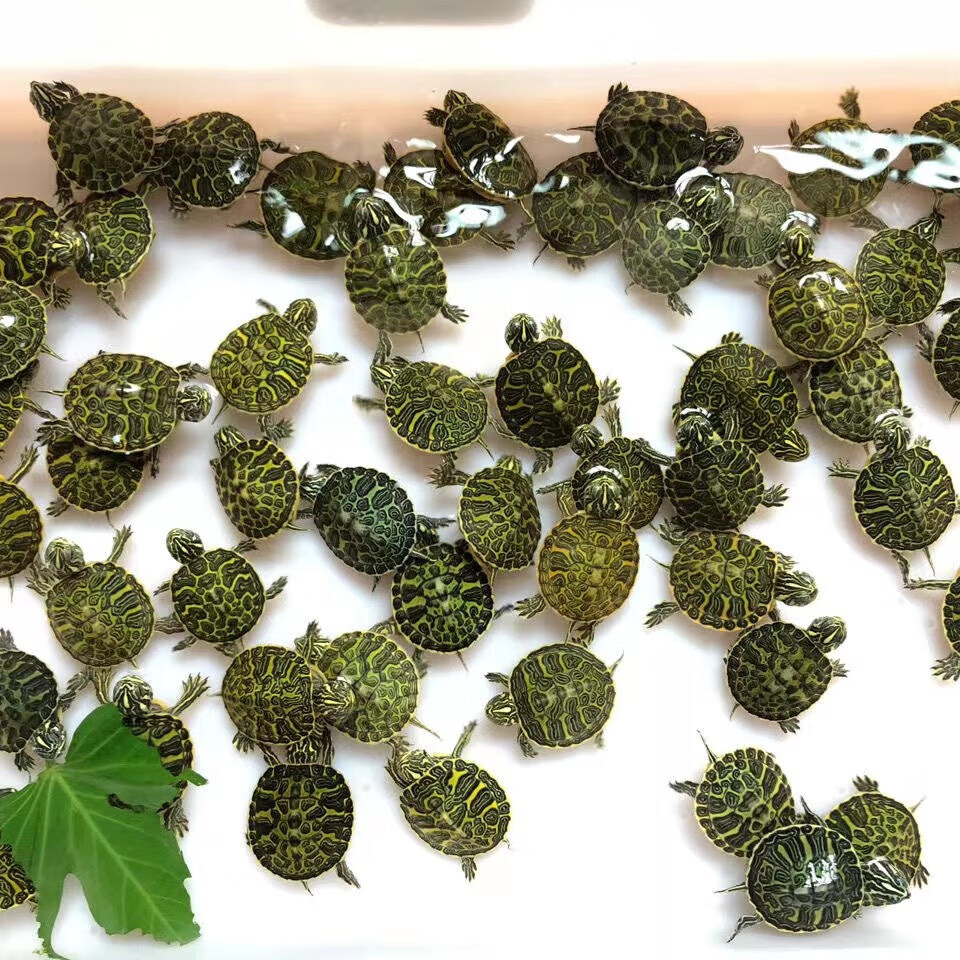 纯种宽纹火焰龟龟苗禄仔深海吃素龟深水吃粪龟素食龟冷水 全品火焰 全