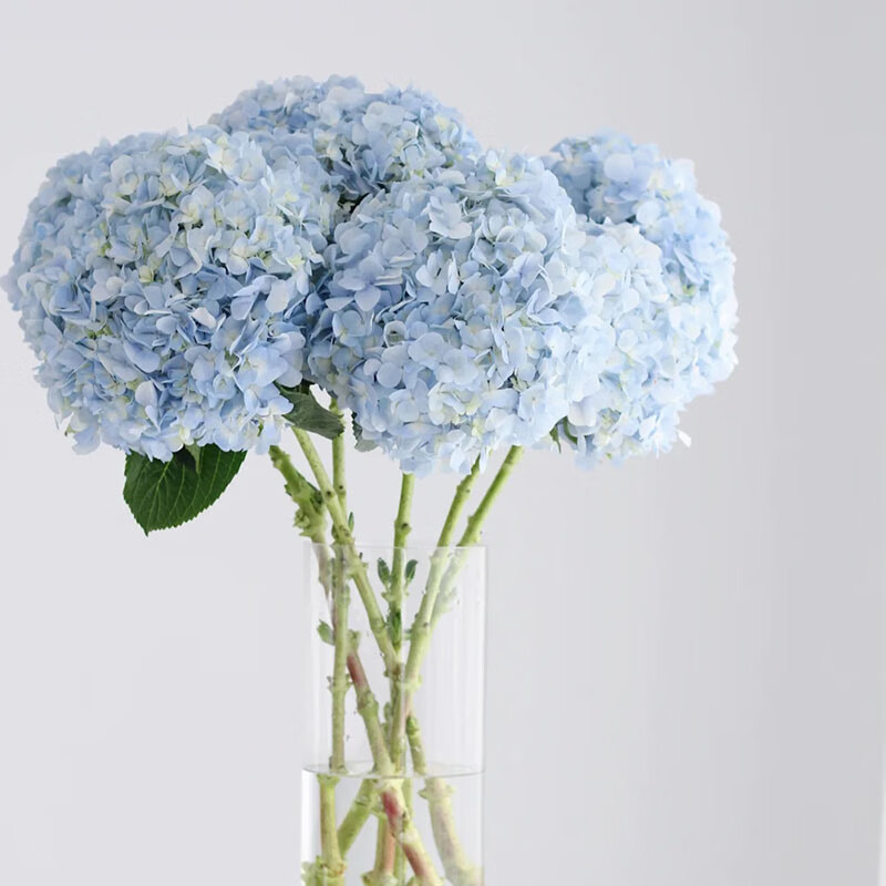 德骊嘉绣球花水养鲜花鲜切花客厅书房水培花卉植物求婚婚礼鲜花产地直