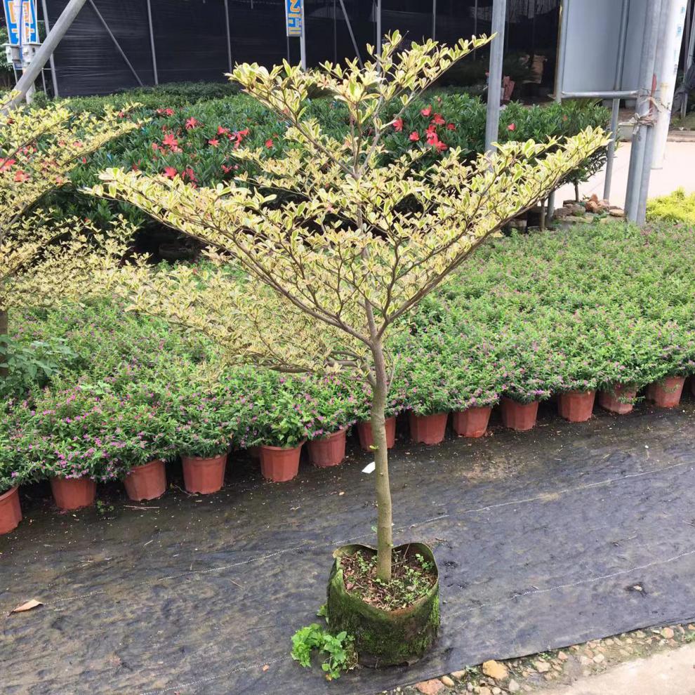 卉天下小叶榄仁细叶榄仁花叶橄榄非洲雨伞树苗绿化庭院层次感遮荫盆