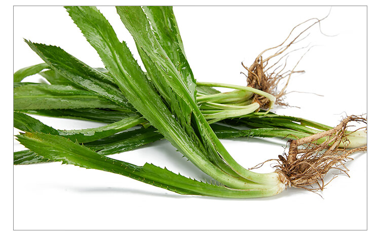 顺丰速运新鲜刺芫荽大香菜刺芹洋鹅芥假芫茜元西缅芜荽泰国越南香菜