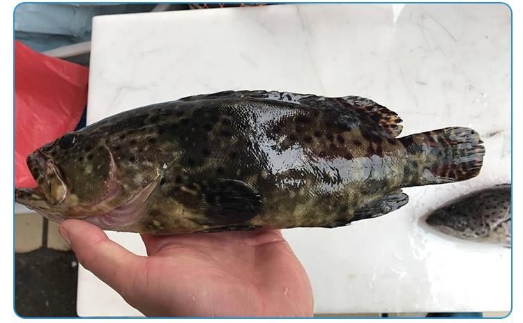 大石斑鱼多少钱一斤图片