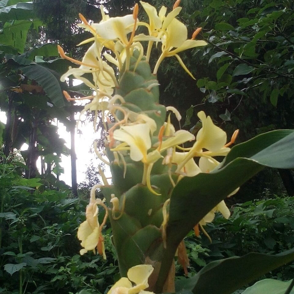 伟博新货贵州草果花干货250克 农家自晒草果花皮香料调料卤味炖肉 50g