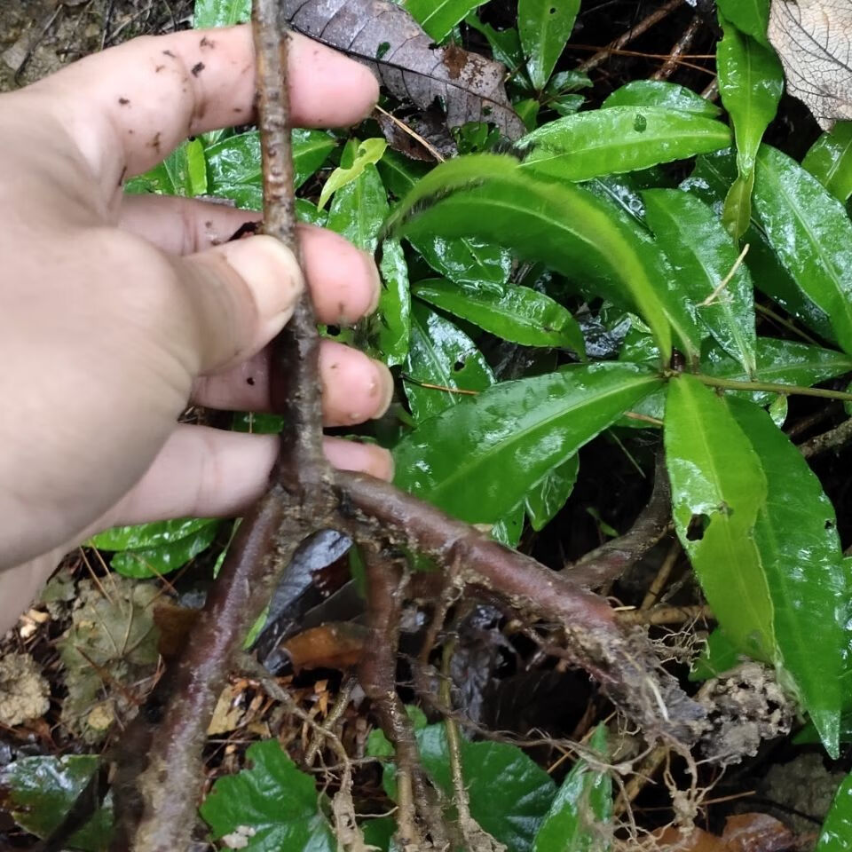 有仁堂小罗伞原生中草药小凉伞珍珠盖伞凤凰肠 腺点紫金牛朱砂根500克