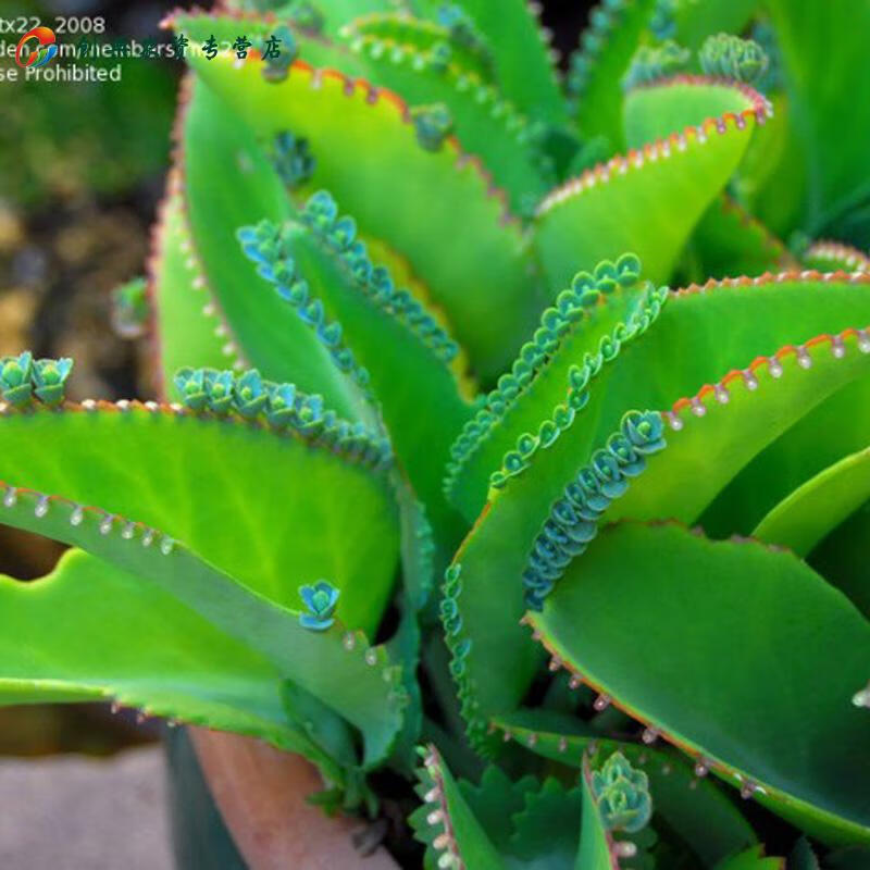 宽叶不死鸟多肉植物老桩棒叶落地生根花阔叶肉肉盆栽大叶不死鸟锦