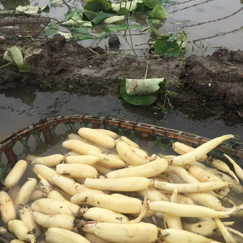 洪湖脆莲藕嫩莲藕15斤水果藕新花藕脆嫩清甜现采摘真空包装3斤装新花