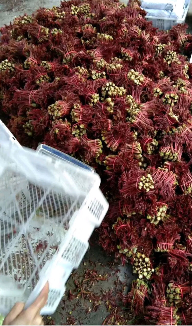 速生红油香椿种子/袋100粒x1包【图片 价格 品牌 报价】-京东