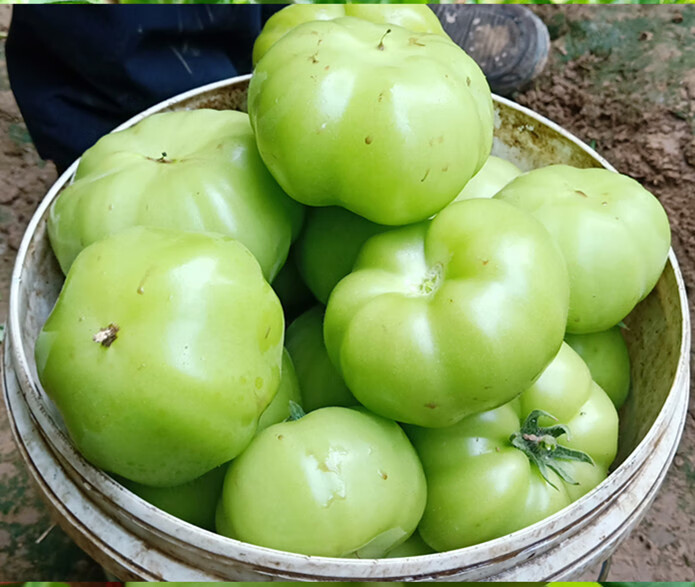 农家自种青西红柿3斤绿番茄青柿子蔬菜水果绿酸甜儿童孕妇辅食青番茄