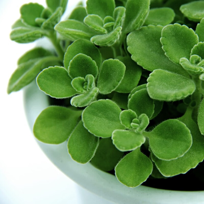 畅微 碰碰香盆栽 一抹香盆栽 办公室内桌面净化空气植物苗香草绿植 碰