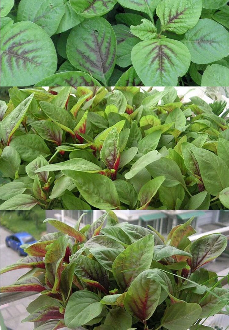 泰国青梗柳叶空心菜种子 通心菜 红苋菜种子 阳台盆栽蔬菜种子 红苋菜